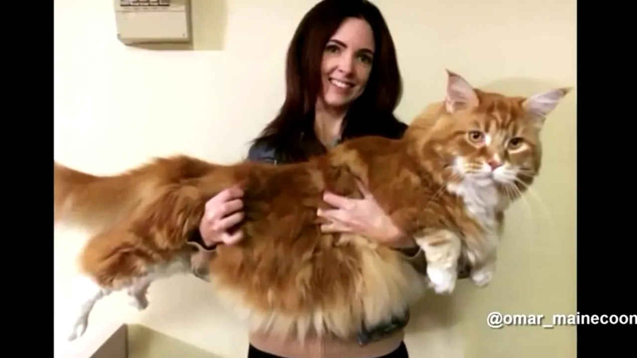 1-snapshotomarthecat 