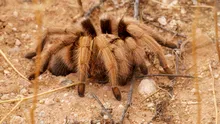 Invazie de tarantule în mai multe state americane