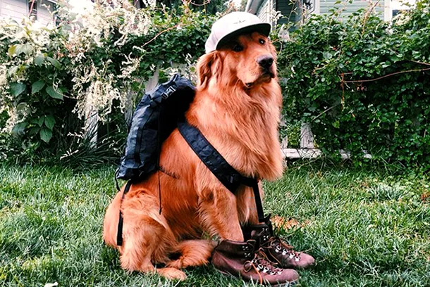 Aspen, câinele fotogenic din Colorado care a  devenit viral pe Internet