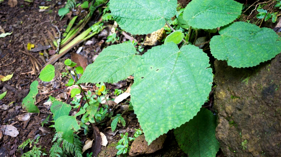 O femeie a povestit cum a fost să cadă pe cea mai periculoasă plantă din lume