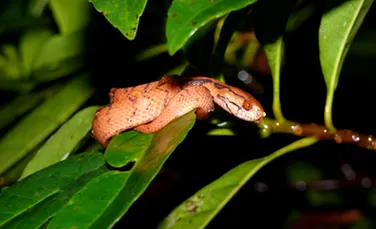 Știați că există șerpi „dreptaci”?