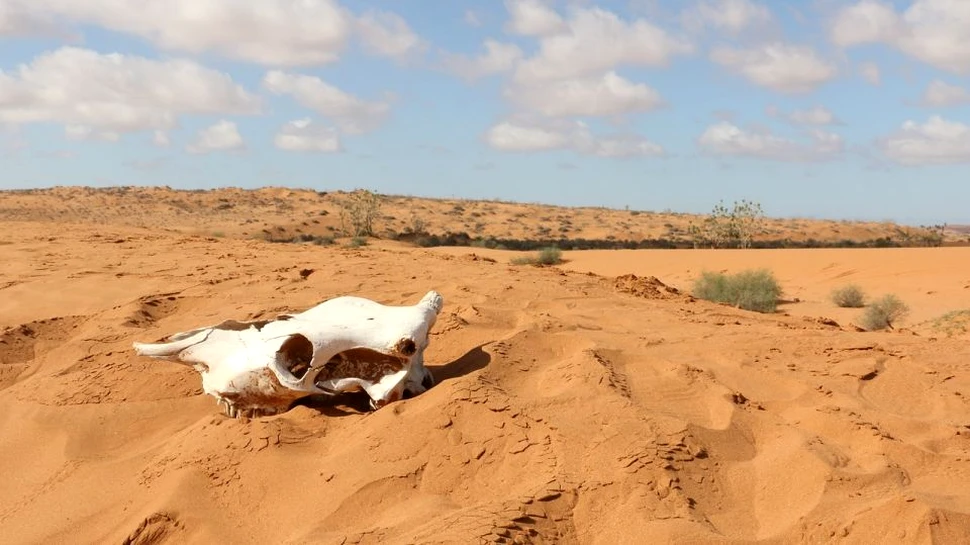 Acum 6.000 de ani, deşertul Sahara era o zonă tropicală ploioasă. Ce s-a întâmplat cu regiunea?