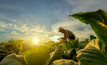 Cum este produsă nicotina de către planta de tutun?