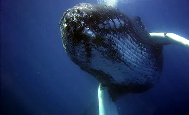 Balenele cu cocoaşă renunţă la cântecul lor din cauza activităţii umane