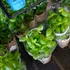 Trucul simplu prin care busuiocul cumpărat din supermarket poate rezista mai mult de câteva zile