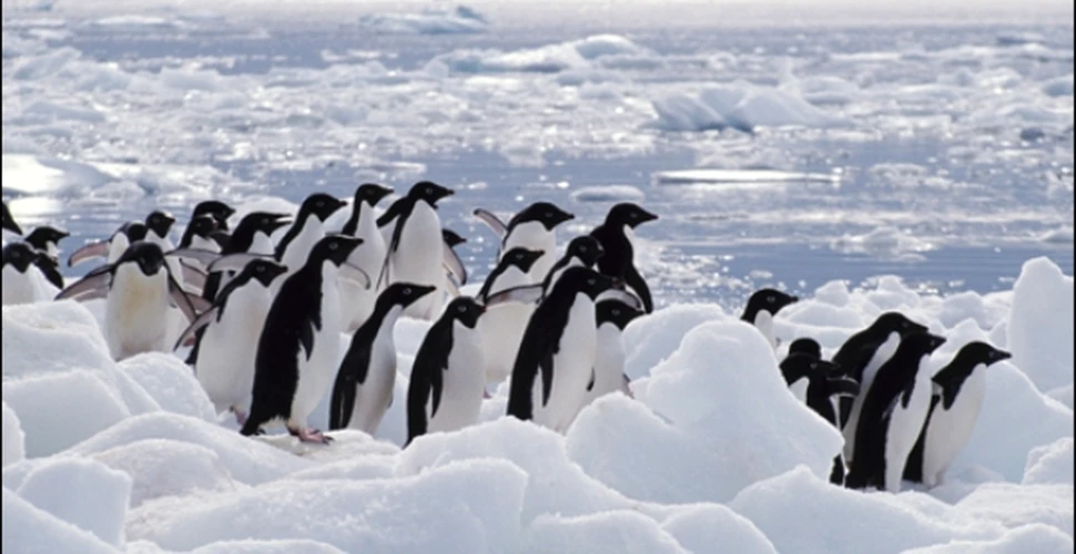 Pinguinii antarctici sunt afectati de DTT
