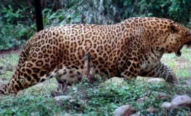 Leopard colosal in India