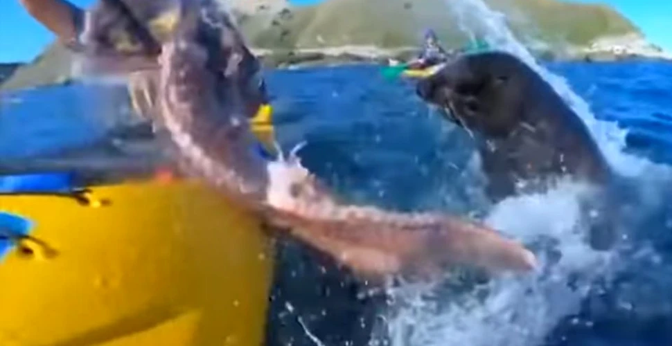 În timp ce se plimba cu caiacul, o focă ”i-a aruncat” cu o caracatiţă în faţă – VIDEO