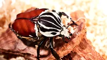 Cea mai mare insectă din lume riscă să dispară din cauza obsesiei noastre pentru ciocolată