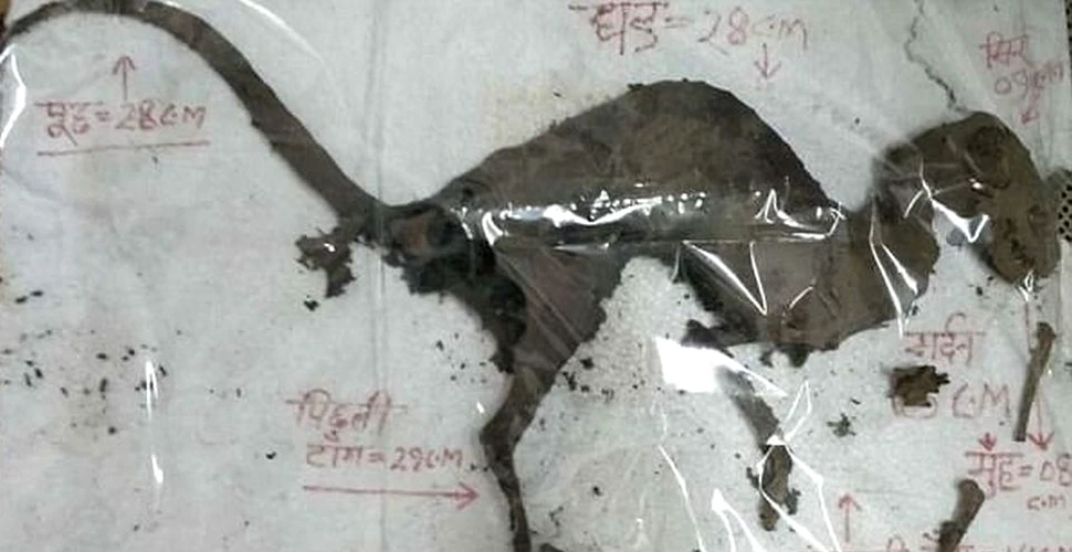 Cadavrul parţial descompus al unei creaturi misterioase asemănătoare unui dinozaur a fost descoperit cu urme de ţesut pe oase