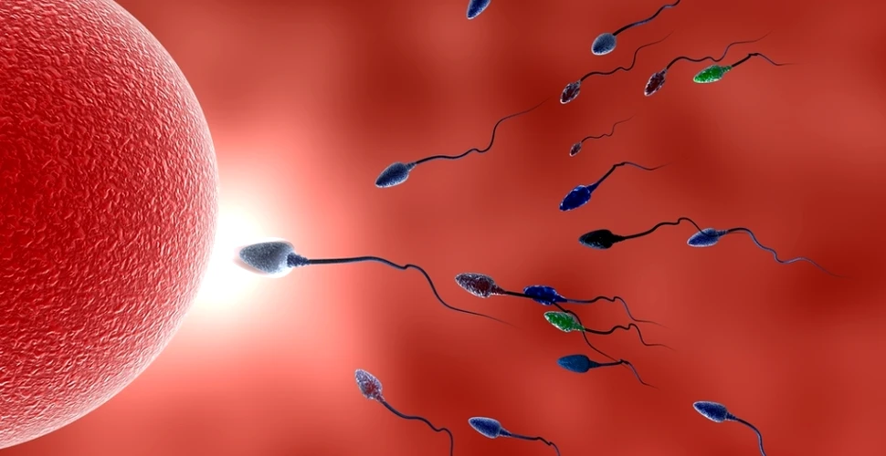 Atunci când spermatozoizii se află în competiţie, ovulul este cel care decide de cine va fi fecundat