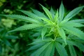 Un studiu pe 3 milioane de oameni a dezvăluit o legătură puternică între consumul de canabis și depresie