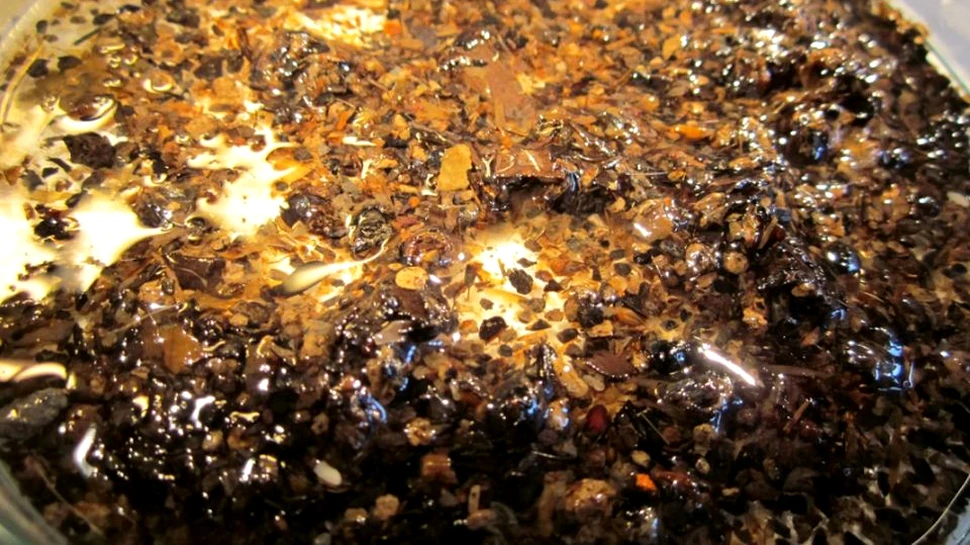 Descoperirea a două butoaie de vin folosite ca latrine în timpul Renaşterii a fost considerată o ”comoară” de către arheologi