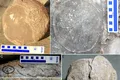 Un tezaur uriaș cu peste 250 de ouă de dinozaur a dezvăluit un specimen rar