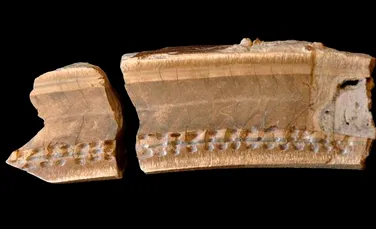 Fosile descoperite în Belize prezintă ultimul an din viaţa leneşului uriaş
