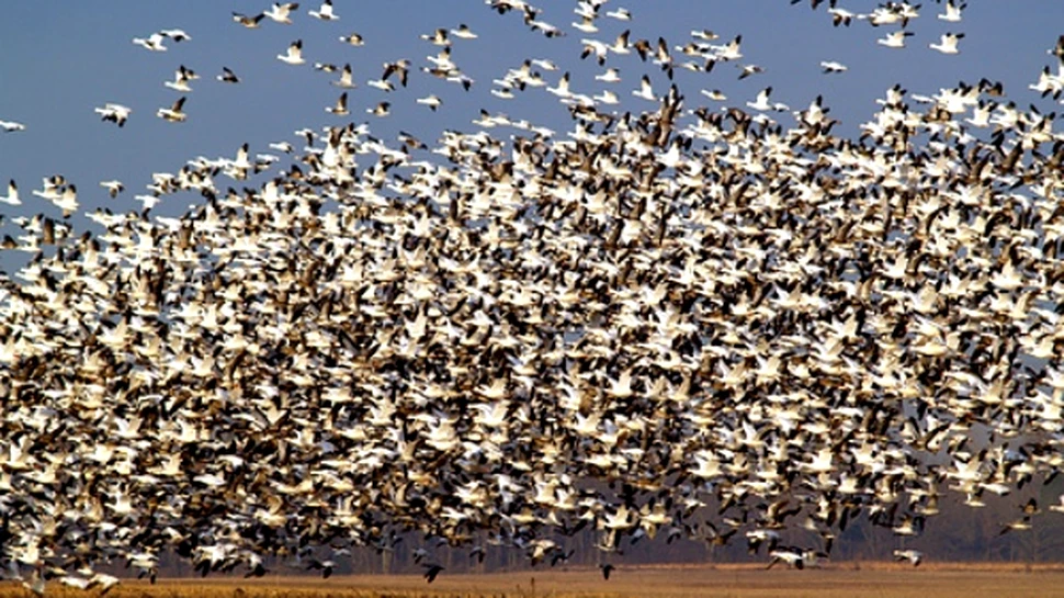 1.500.000.000 de pasari surprinse intr-un singur cadru (VIDEO)