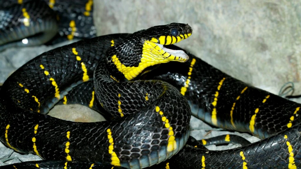 Cum supraviețuiesc șerpii fără să mănânce timp de luni întregi?