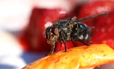O femeie s-a întors din vacanţă cu o larvă de muscă ce ”şi-a făcut casa” în fruntea ei