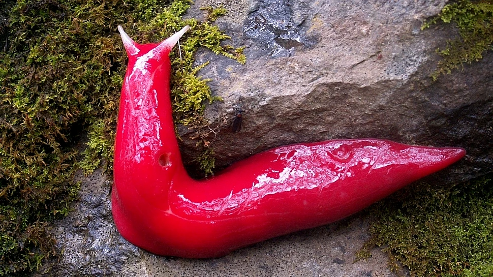 Cercetătorii au descoperit o „lume secretă”, unde trăiesc melci uriaşi roz-fosforescenţi şi alte creaturi