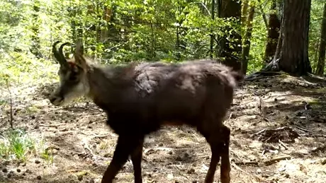O capră neagră, surprinsă în imagini într-o pădure din Parcul Natural Putna Vrancea