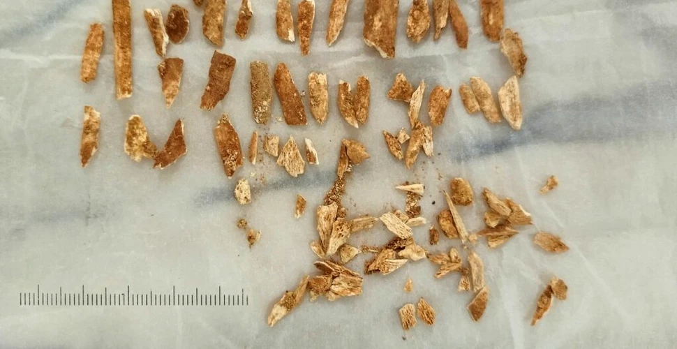 Oamenii de știință au datat rămășițele unui copil antic care seamănă atât cu oamenii, cât și neanderthalienii