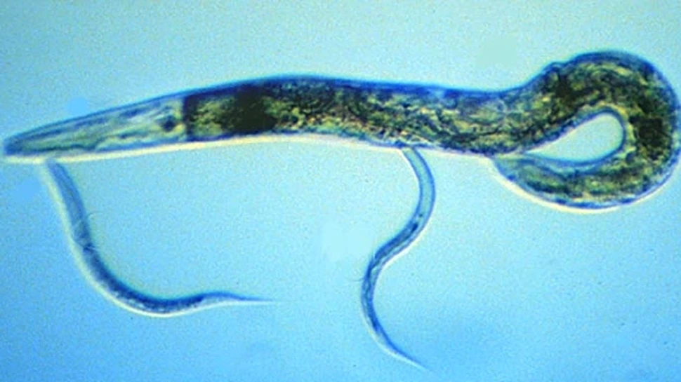 Oamenii de ştiinţă au descoperit care este scopul sexului