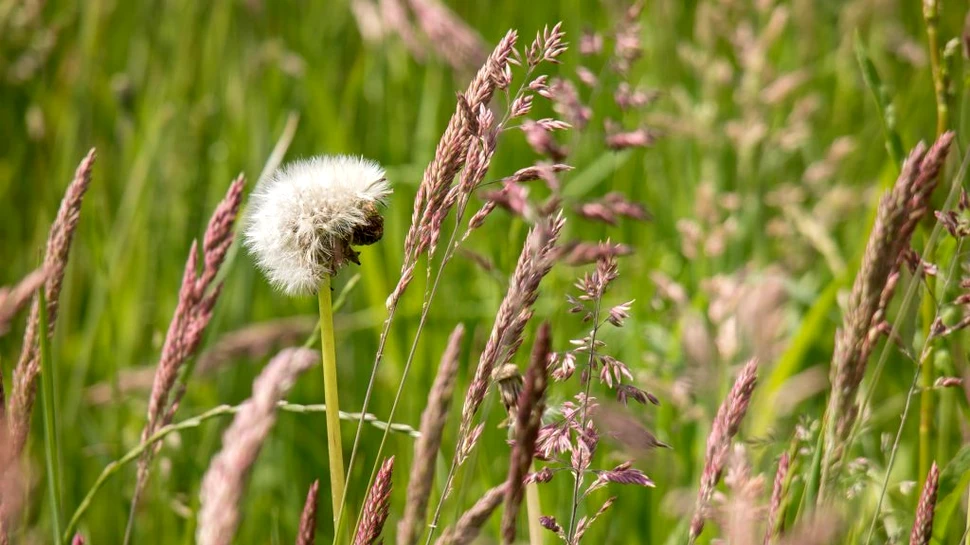 „Buruiana” cu proprietăţi terapeutice dovedite