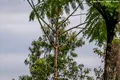 O pasăre de pradă rară a fost fotografiată pentru prima dată în Papua Noua Guinee