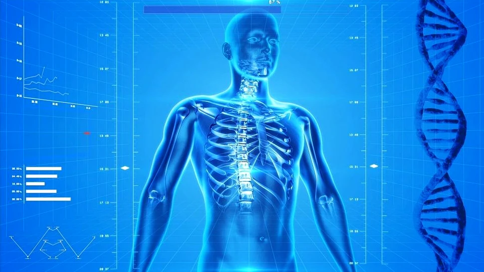Harta corpului uman dezvăluie unde poate conduce inactivitatea