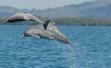 Eveniment rar în lumea mamiferelor: a fost descoperită o specie nouă de delfin cu cocoaşă!