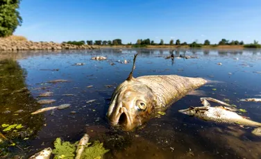 Tone de peşti morţi în râul Oder, la graniţa dintre Germania şi Polonia