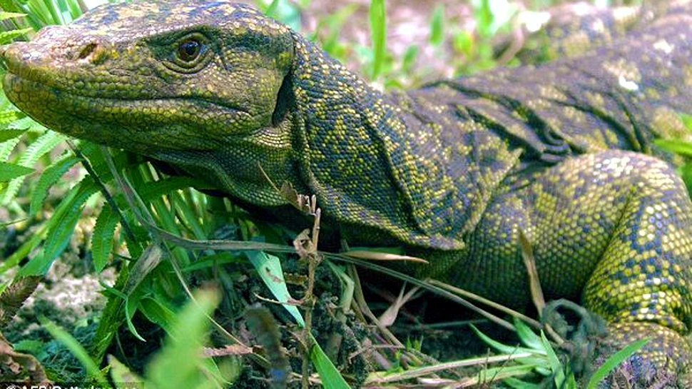 Soparla uriasa descoperita in Filipine