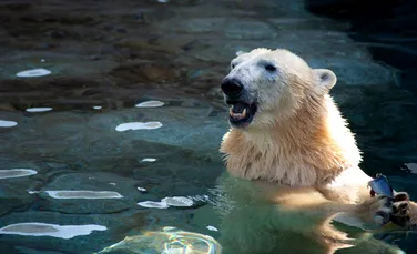 Un canadian a scăpat cu viață după ce a sărit pe un urs polar ca să-și salveze soția