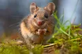 Mirosul unei femele poate declanșa moartea prematură la șoarecii masculi