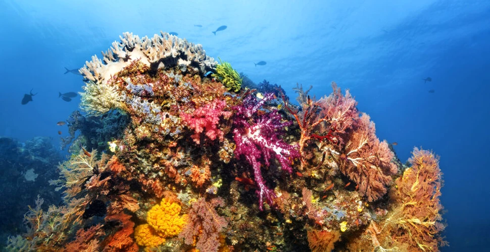 Cum s-a format Marea Barieră de Corali? Originile sale misterioase, în sfârșit, explicate