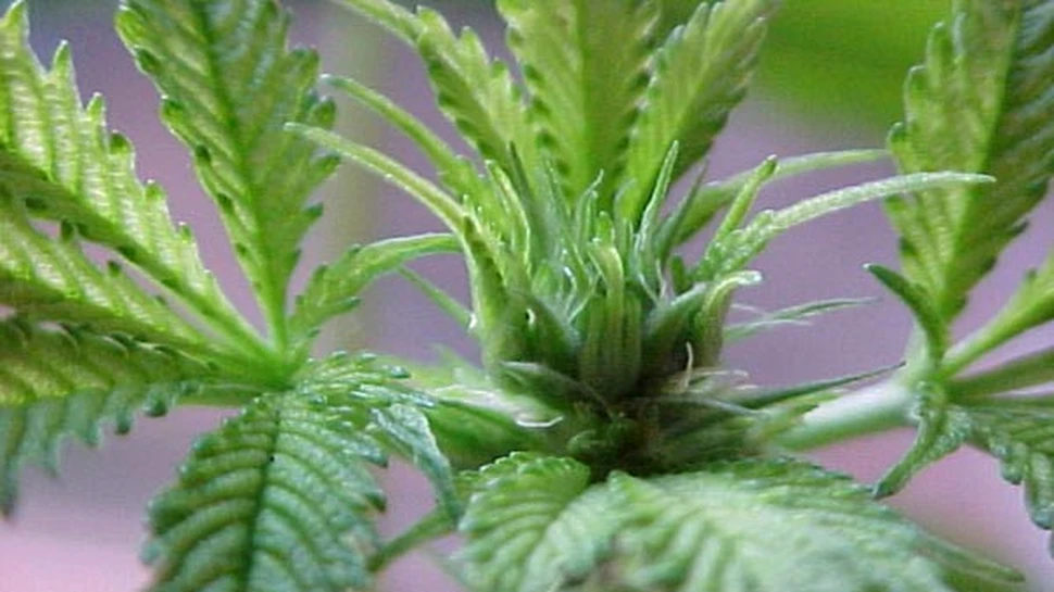 Canabisul duce la ştergerea din memorie a unor elemente de vocabular. Care este viteza cu care uiţi cuvintele