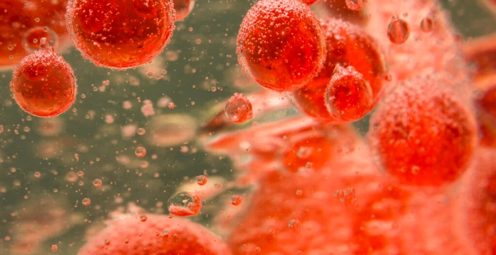Posibili compuși anti-îmbătrânire au fost descoperiți în bacteriile din sânge