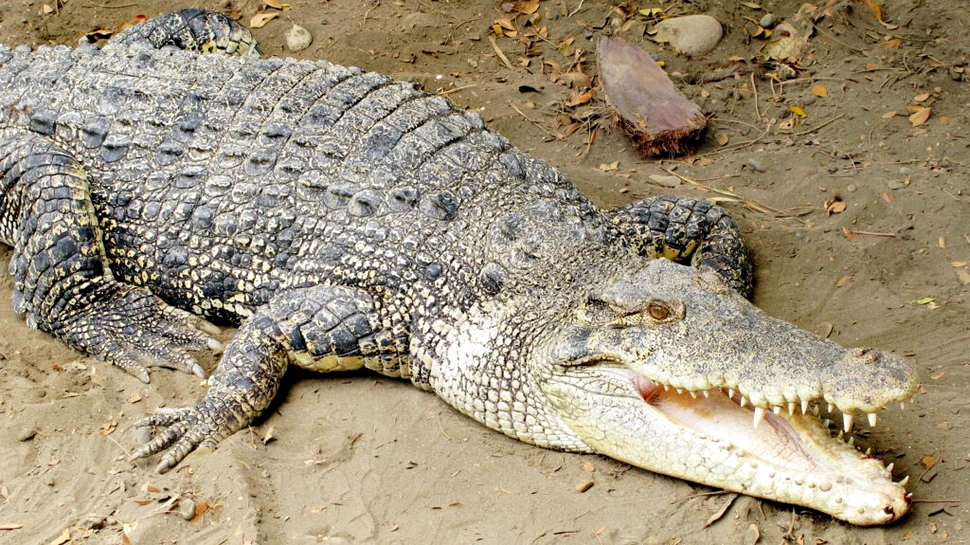 Solzii de crocodil sunt surprinzător de puternici, arată un studiu