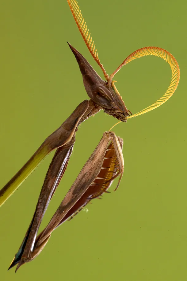 Portretul unei insecte din ordinul Mantodea, călugăriţa Idolomorpha dentifrons