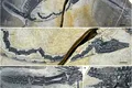 O reptilă marină s-a fosilizat atât de bine încât ficatul său încă are culoare