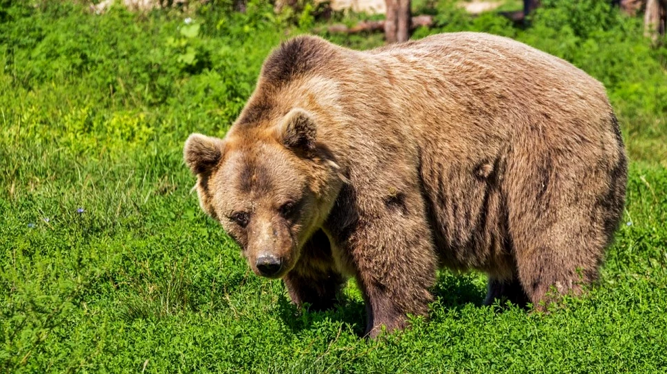 Pădurarii vor să aibă permisiunea de a împuşca urşii care umblă liberi prin oraşul Braşov