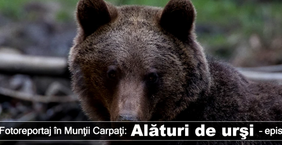 Fotoreportaj în Munţii Carpaţi: Alături de urşi – episodul 2