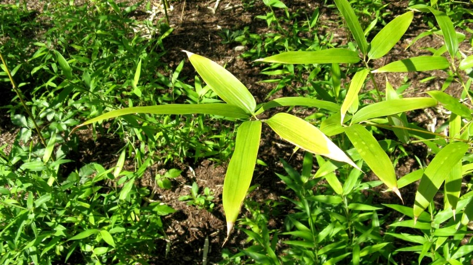 O specie de bambus este pe cale să înflorească pentru prima dată după 120 de ani