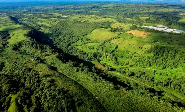 De ce copacii din pădurile tropicale din Panama își lungesc rădăcinile?