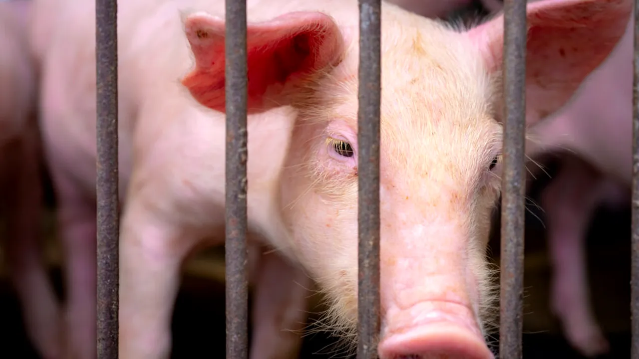 pestei porcine 