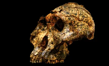 Craniul unei „rude” a oamenilor, vechi de două milioane de ani, dezvăluie noi detalii despre evoluția noastră