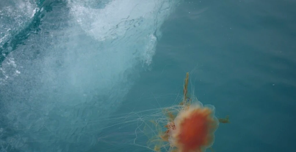 Un „prădător gelatinos” necunoscut până acum a fost găsit în adâncurile Oceanului Pacific