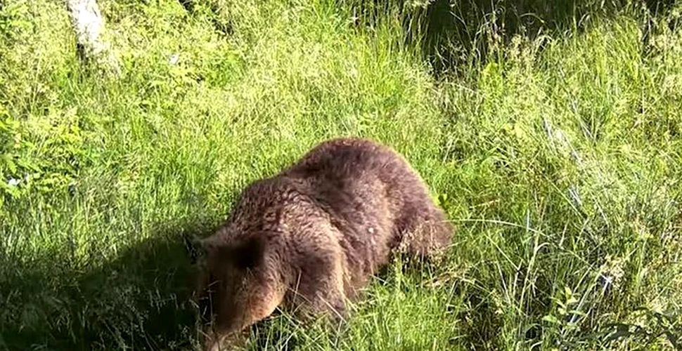 Imagini inedite de la Romsilva: „Urși, cerb, ciute și un căprior”, surprinși pe o cameră de monitorizare