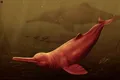 Un delfin uriaș trăia în apele Amazonului cu 16 milioane de ani în urmă