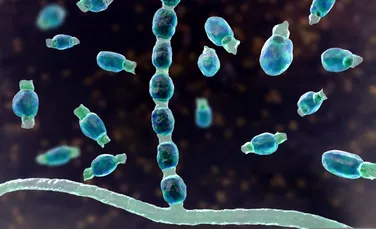 Tot mai mulți oameni infectați cu febra văii îngrijorează experții în sănătate